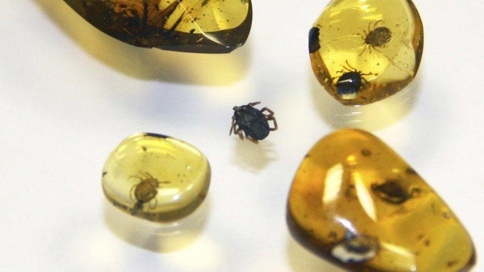 Amber fossils