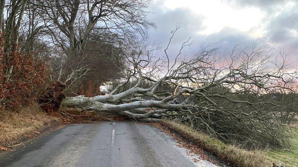 tree down