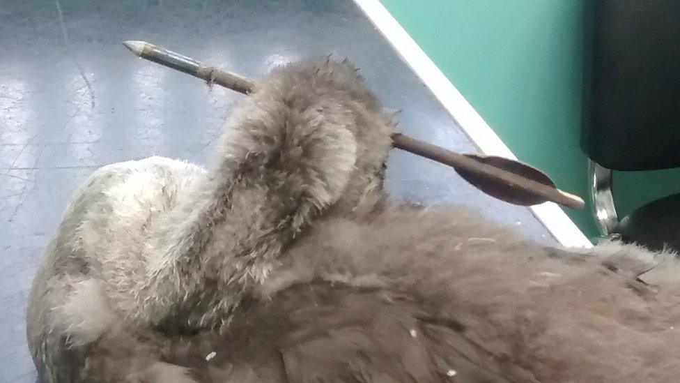 Injured swan - back of head