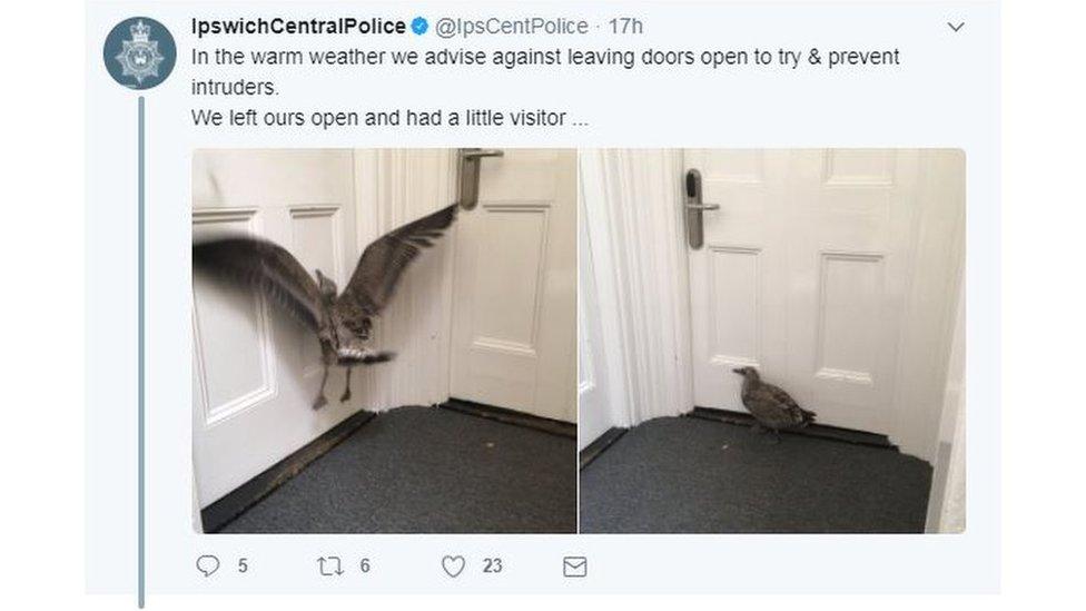 The bird in the Ipswich Police Station