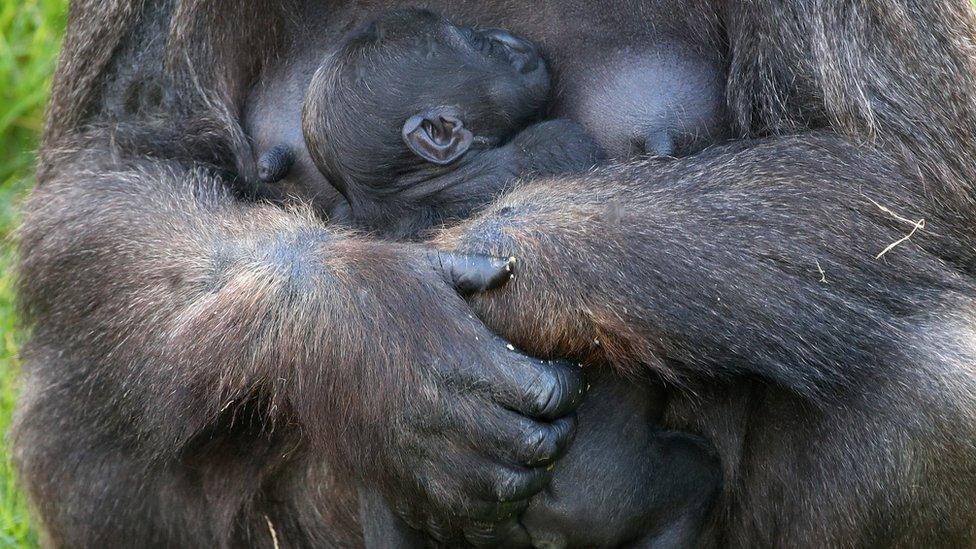 Baby gorilla from Belfast Zoo