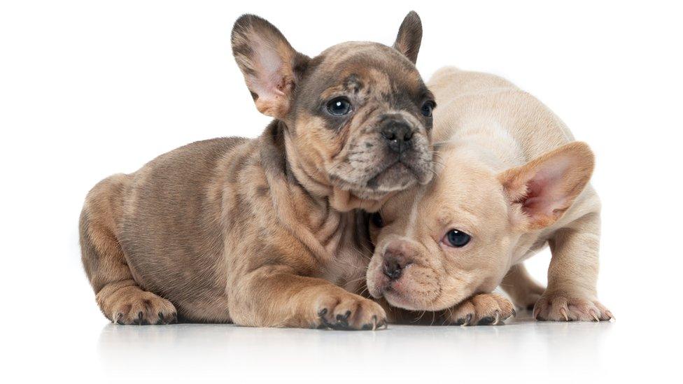 French bulldog puppies