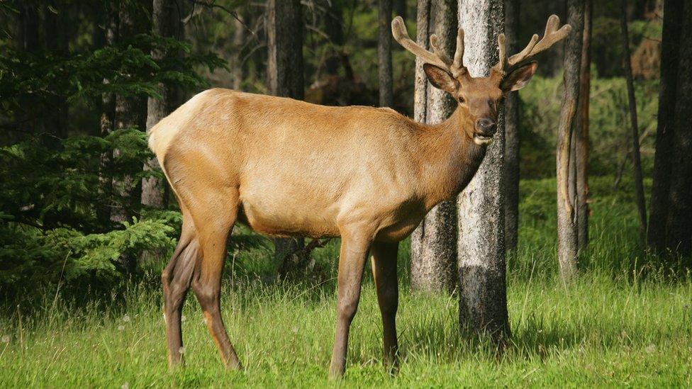 An Elk patrols the edge of the 3rd hole on the Stanley Thompson Eighteen Course at The Fairmont Banff Springs Resort on June 24, 2005 in Banff, Alberta, Canada.