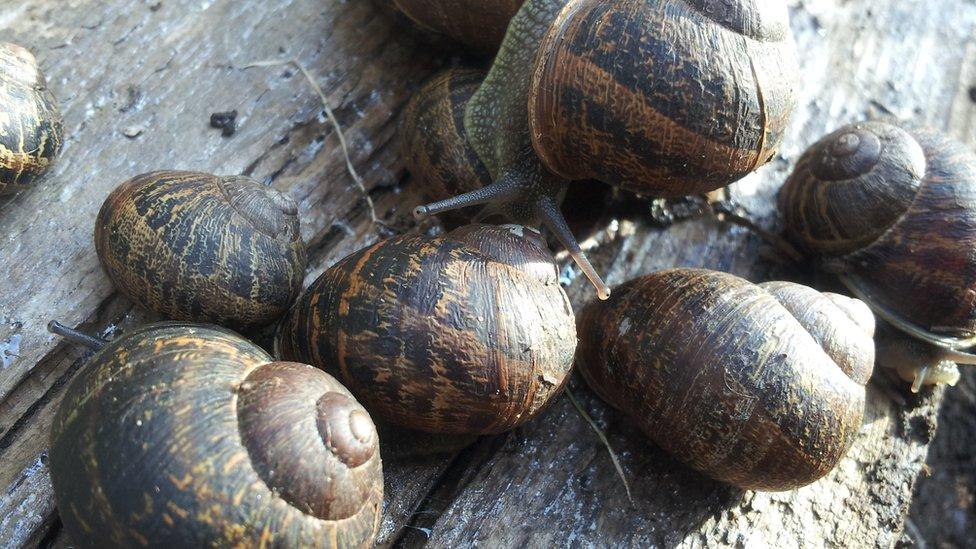 Garden snails