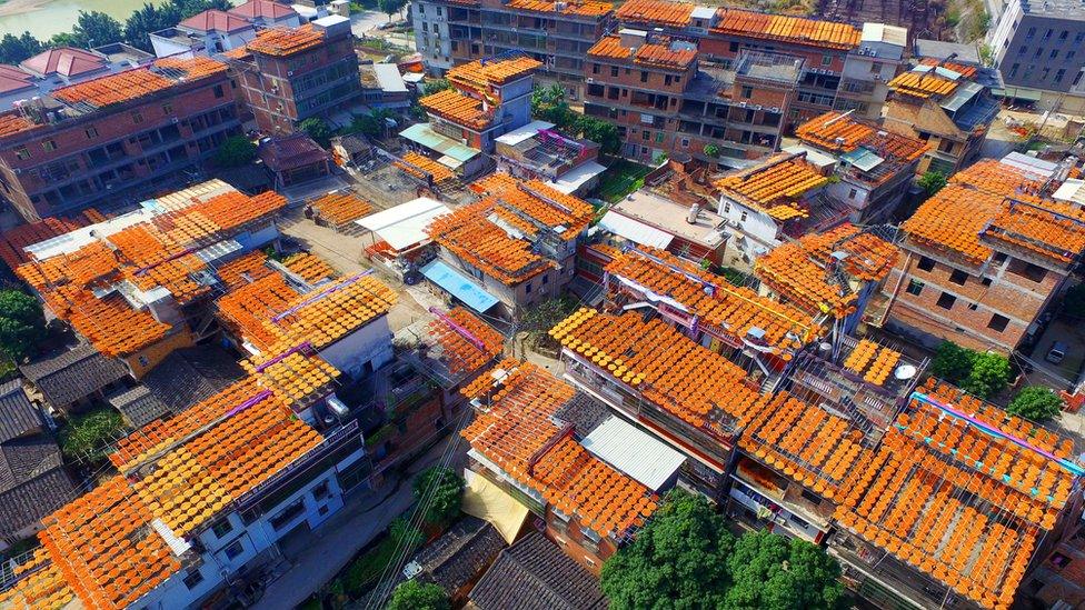 Persimmons dry on rooftops in Anxi county, Quanzhou, Fujian province