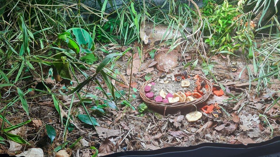 Snails in Connor Bouttell's sanctuary