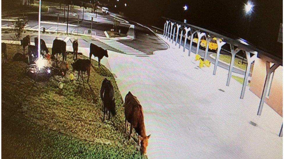 CCTV footage of the cows destroying the display.