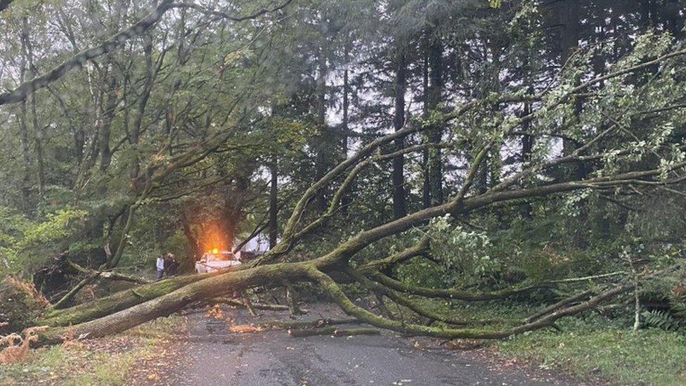 Fallen tree