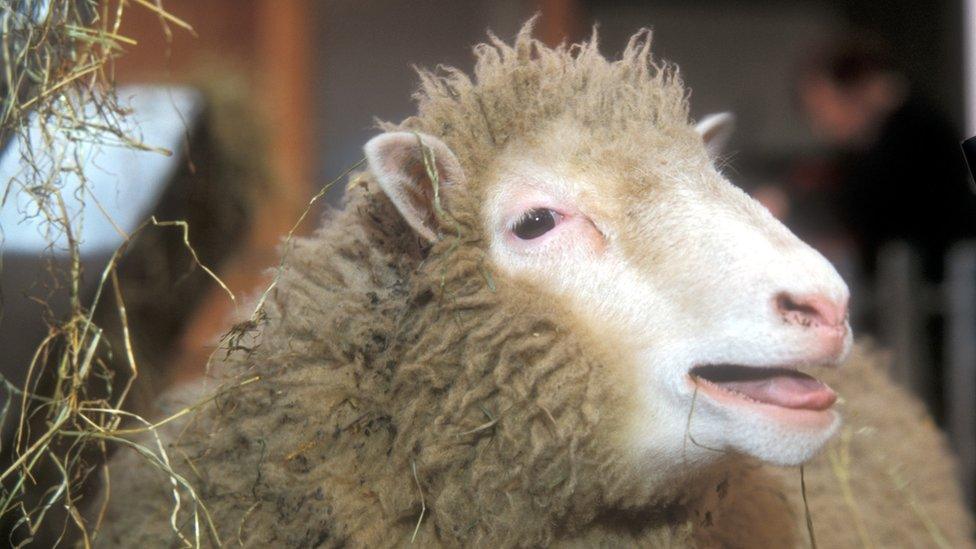 Montana breeder jailed for cloning giant sheep for trophy hunting - BBC ...