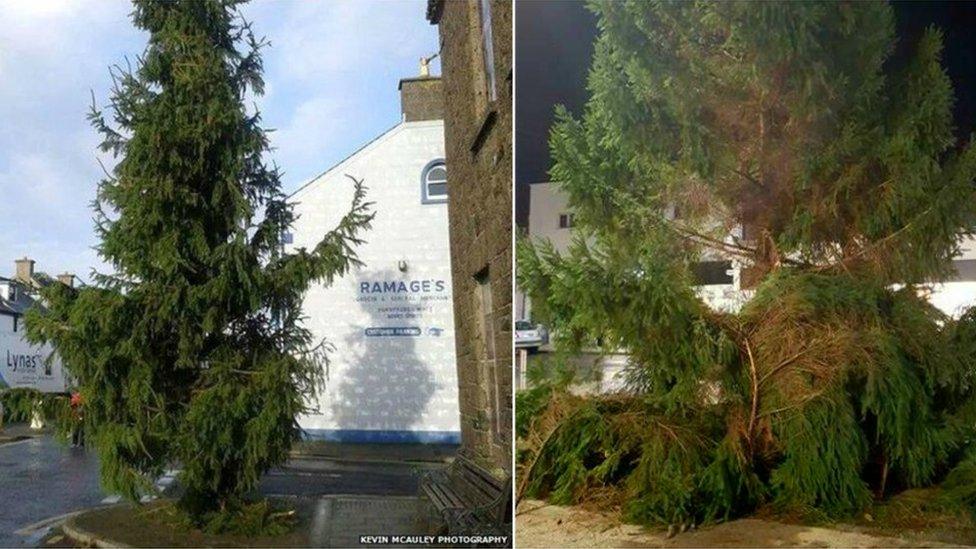 two damaged trees