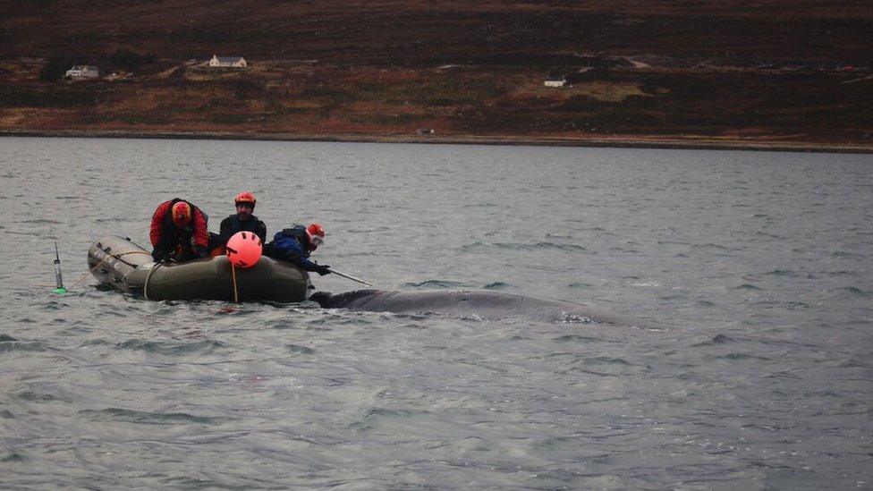 Whale rescue