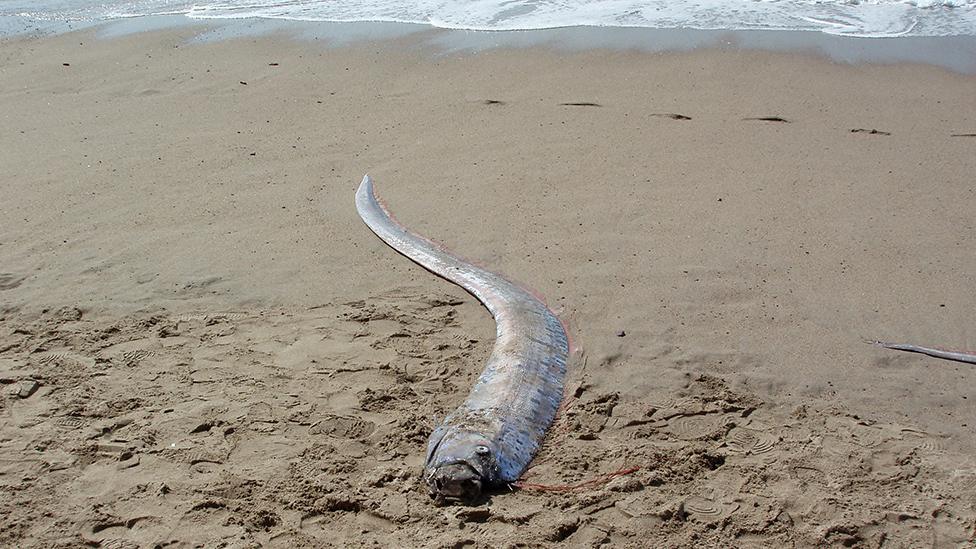 Giant oarfish