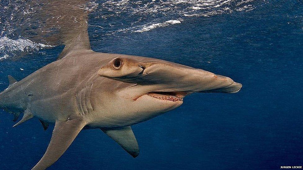 The great hammerhead shark is under threat from illegal fishing