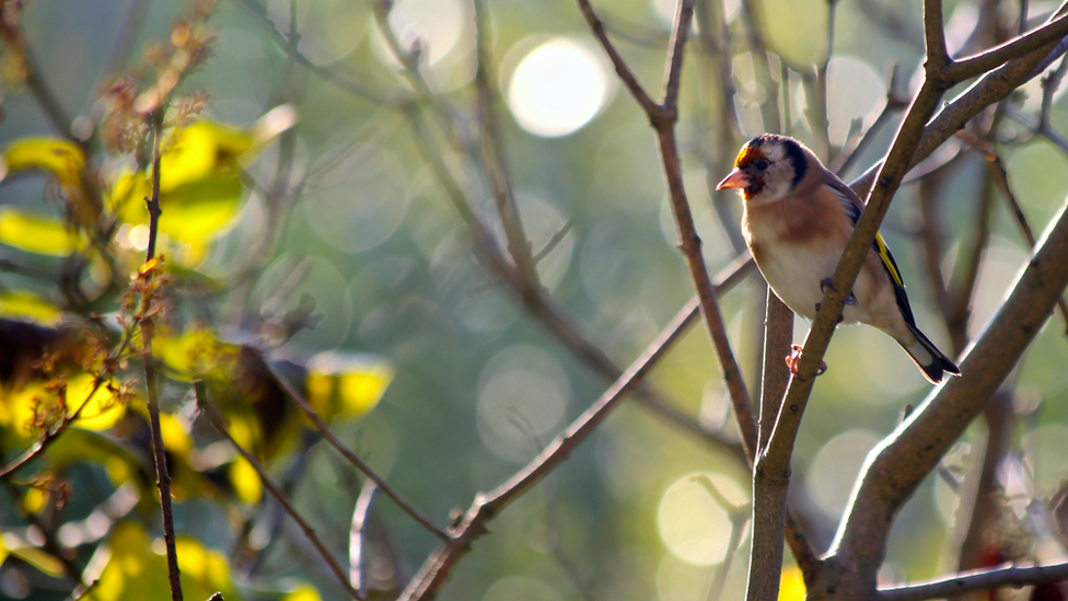 Gold finch