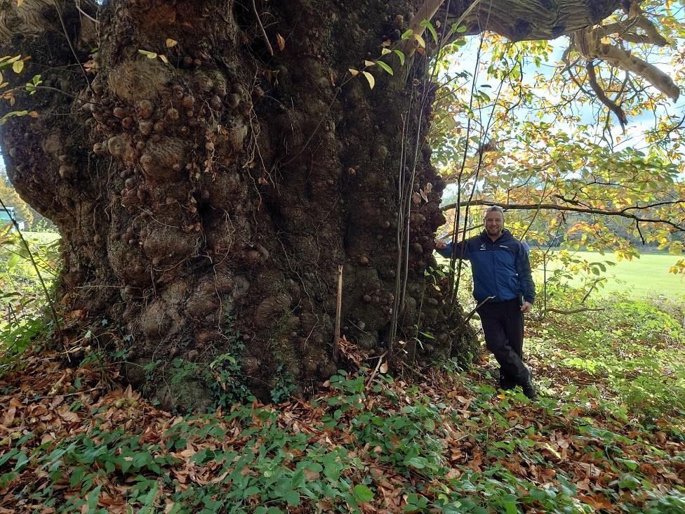 Sweet Chestnut England