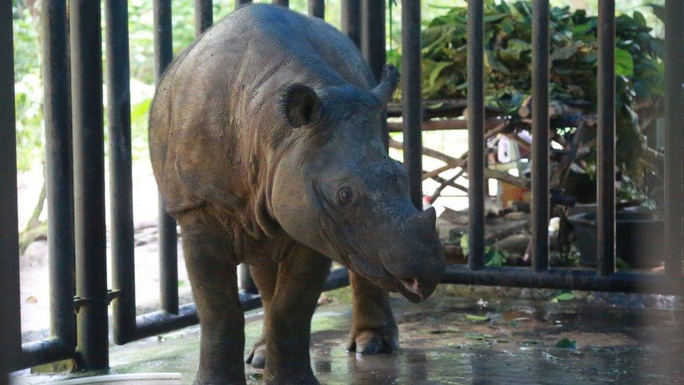 Sumatran-rhino.