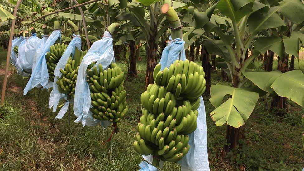 Bananas on zip line