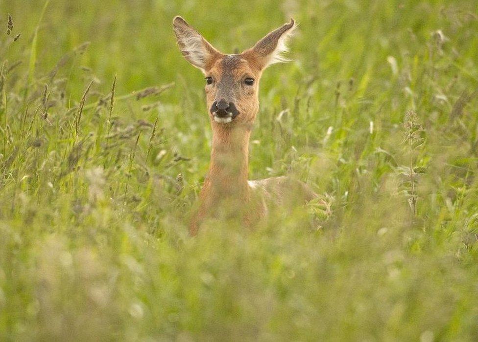 Deer in a field of long grass