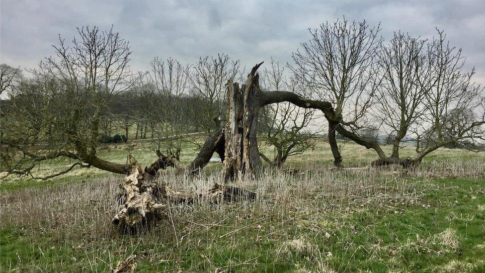 The layering horse chestnut