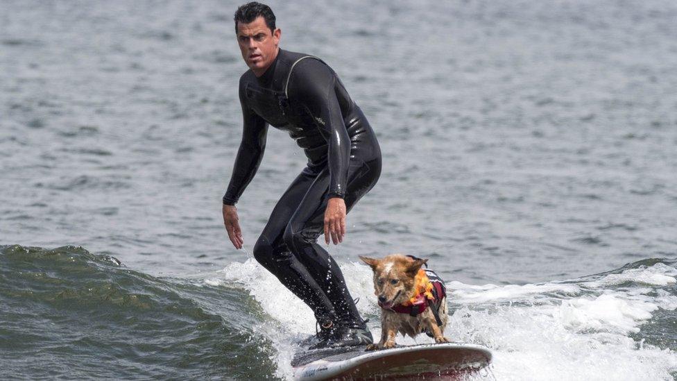 A human surfing with a dog