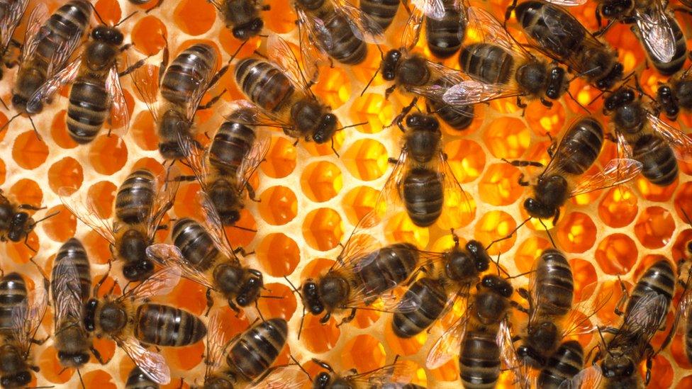 Bees in a beehive