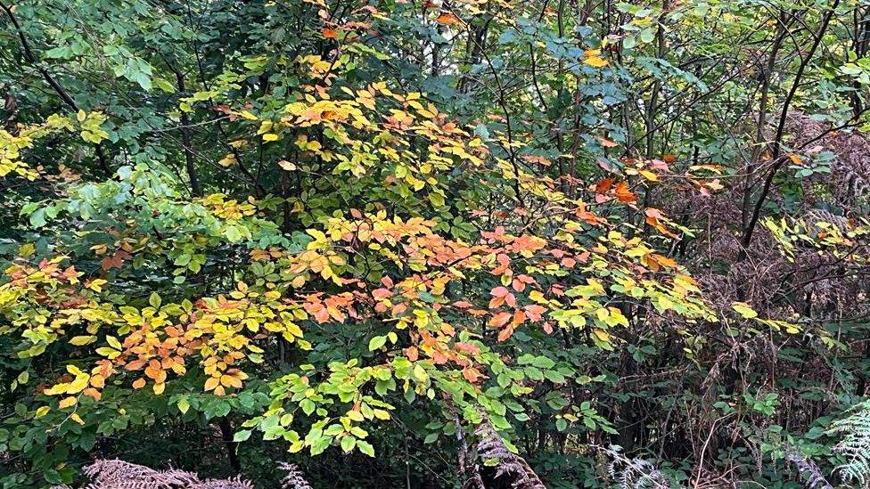 Forest shrub with yellowing leaves