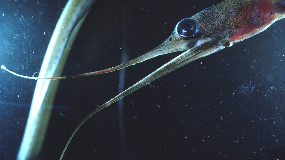 Snipe eel nemichthys sp. divergent jaws with minute teeth