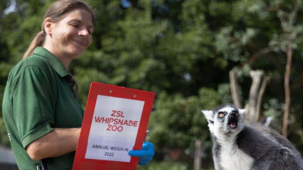 ring-tailed-lemur-being-weighed