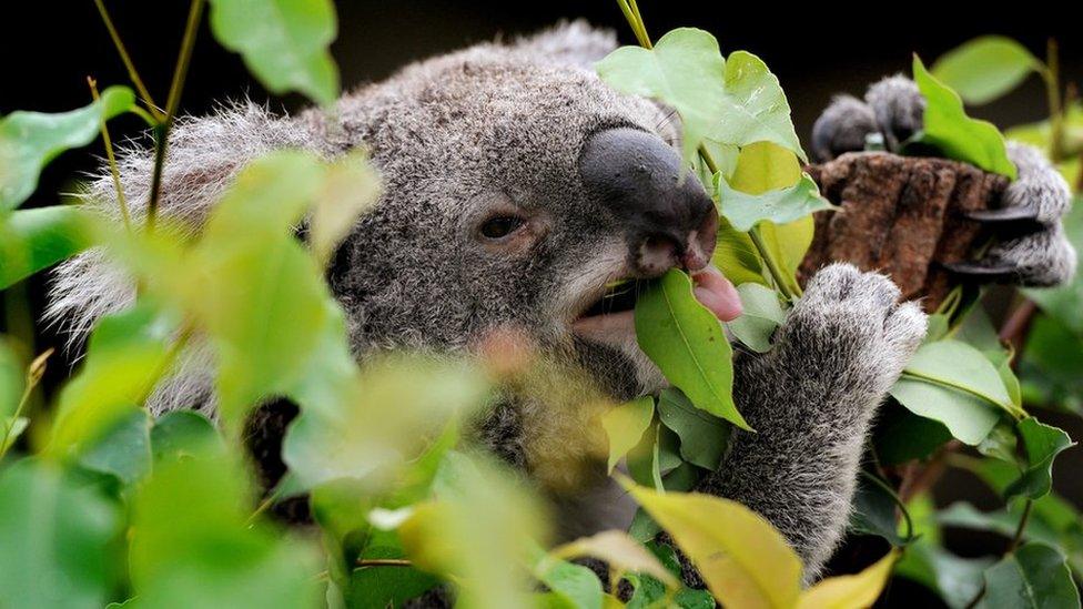 A koala chewing on gum leaves in a tree