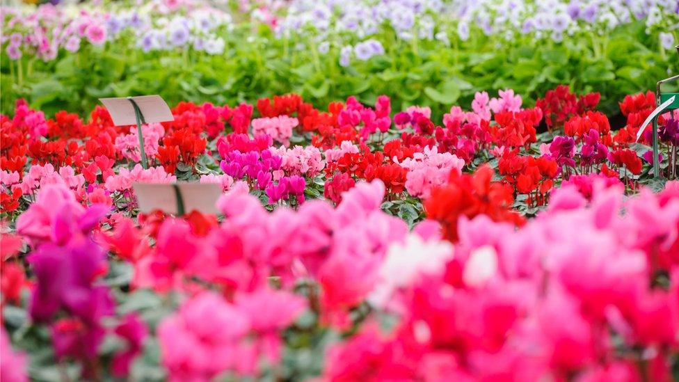 White and Red Cyclamen in a garden centre greenhouse