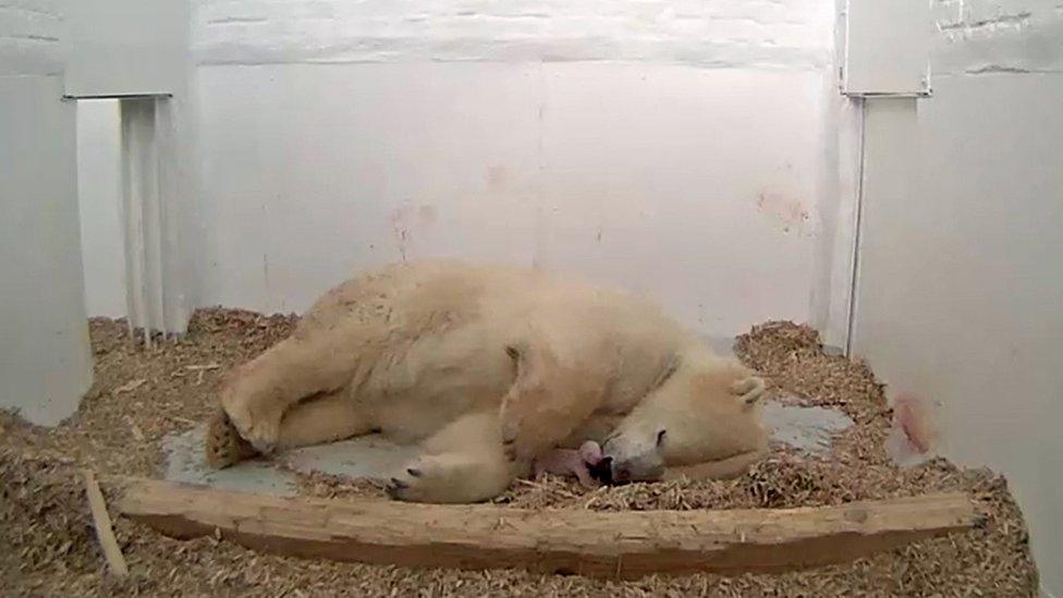 Polar bear Tonja after giving birth to a cub in an enclosure at the Tierpark Berlin 07 December 2017