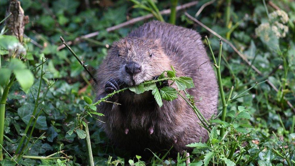 Beaver