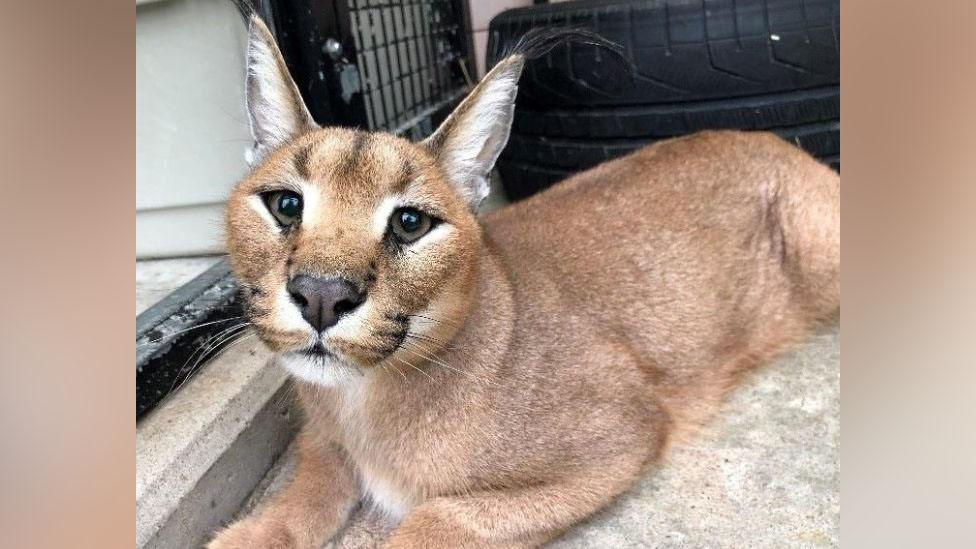 Caracal cat