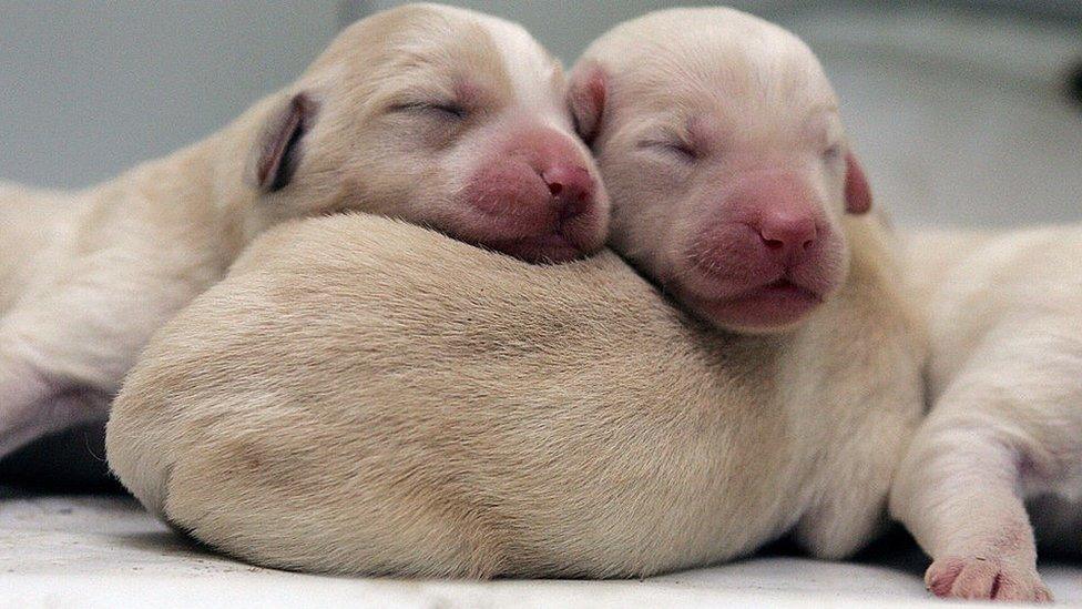 Labradoodle puppies