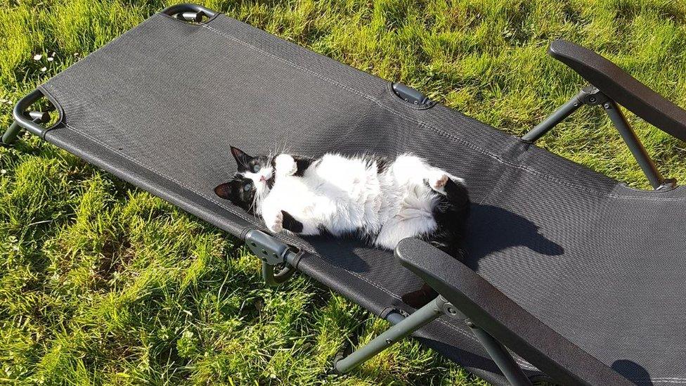 Cat on a deckchair