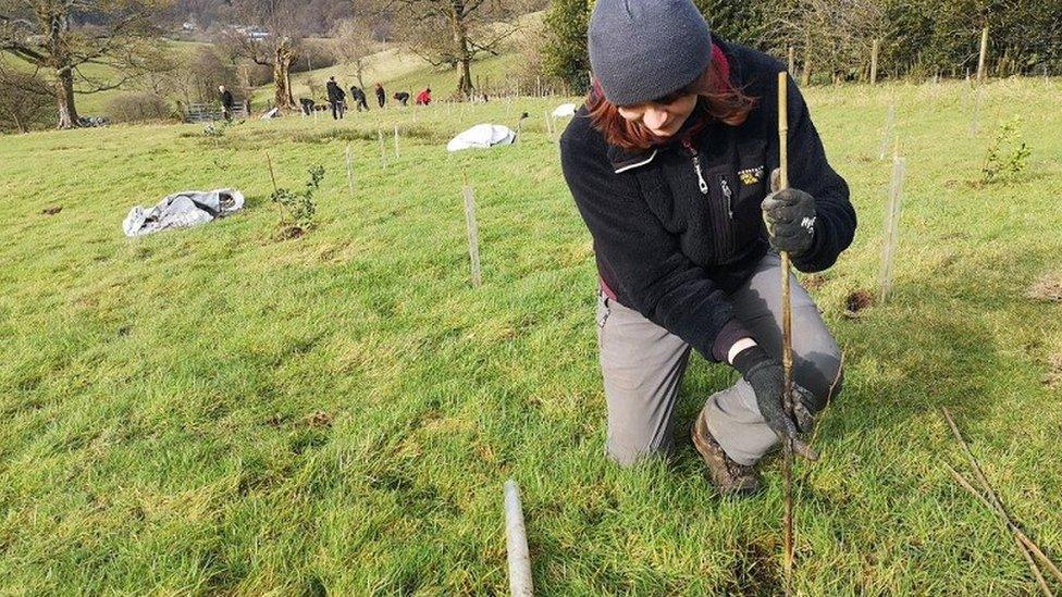 Charlie planting a tree whip