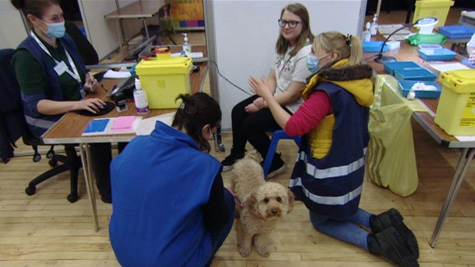 Therapy dog in Salisbury