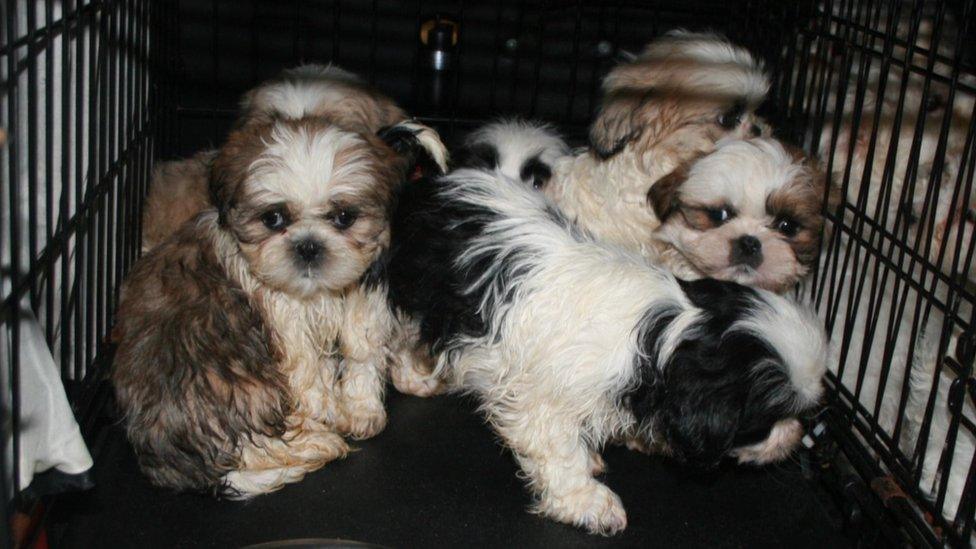 Six puppies in a small cage