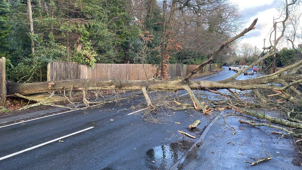 Fallen tree in North Ascot