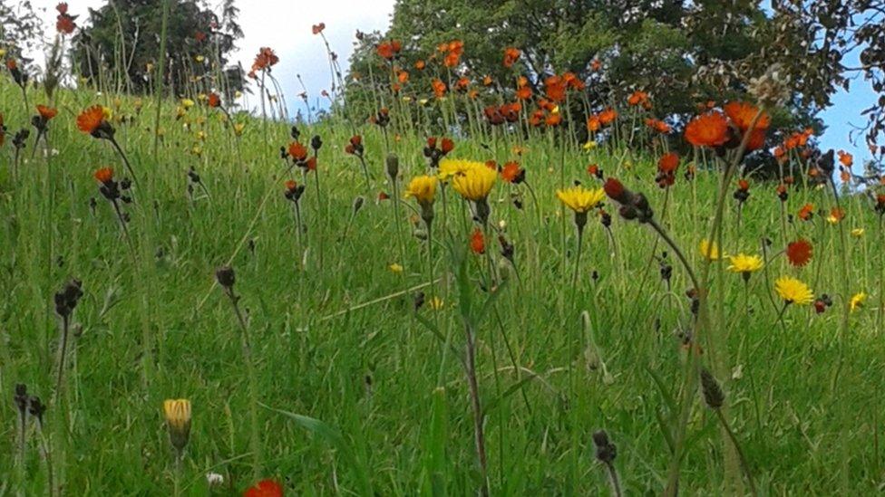 Flowers near Caereinion High School in Powys, taken by Vickie Faulkner