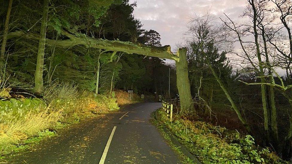 A tree snapped in half over a road