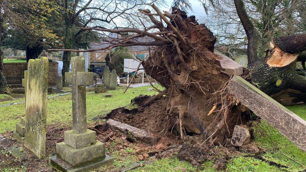 Fallen trees