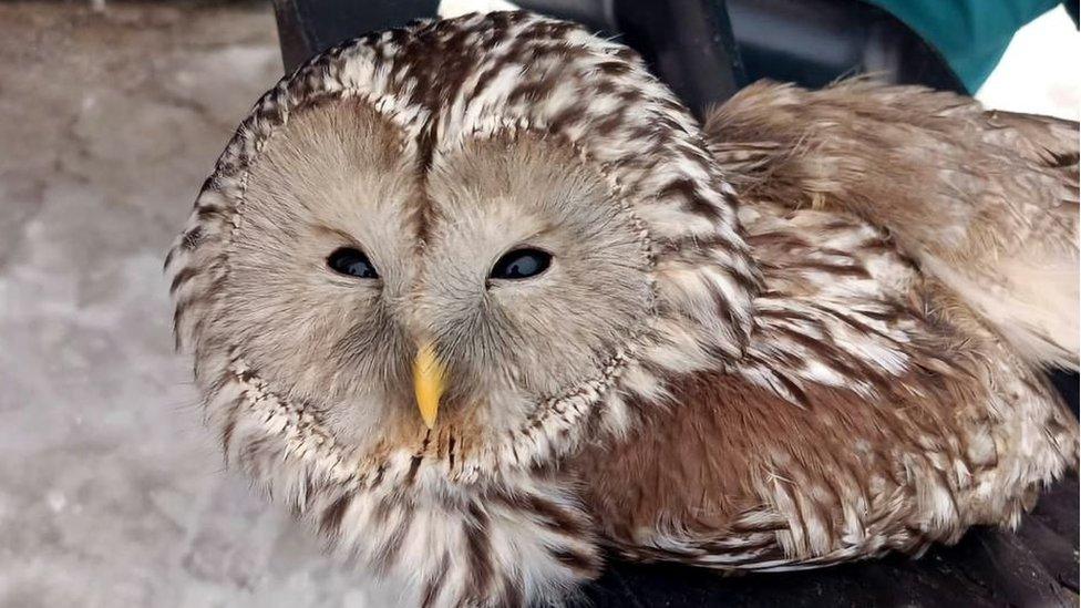 Owl on spade