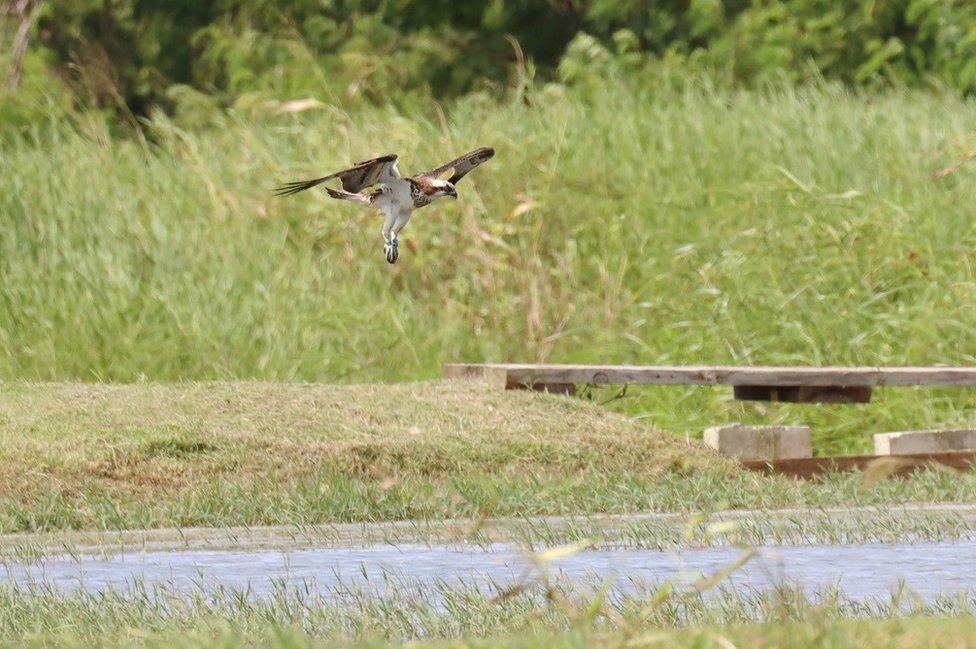 Osprey in flight in Barbados