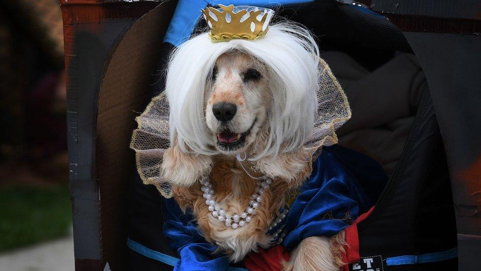 Dog dressed in costume