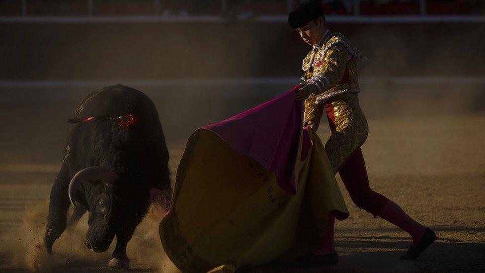 French bullfighter Andy Younes performs with a Montealto ranch fighting bull during a bullfight in Guadarrama, Spain, 2 Oct 2016