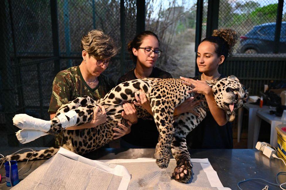 Veterinarian Pollyanna Motinha (L) and colleagues hold Itapira, a young female jaguar that had its paws burned during recent fires in Pantanal, as she receives treatment at the Nex No Extintion Institute NGO in Corumba de Goias, Goias State, Brazil, on September 12, 2024. 