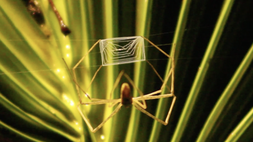 ogre-faced-spider-making-a-web