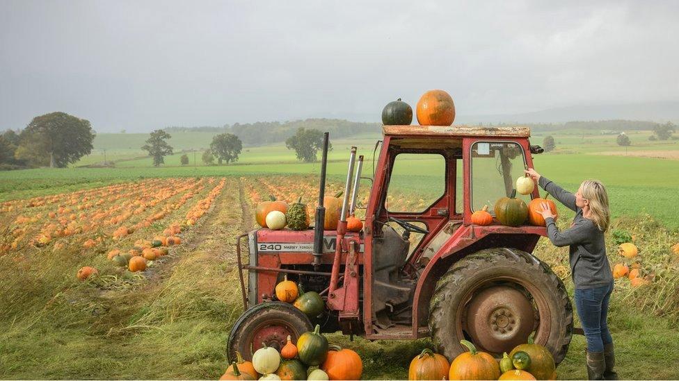 Rebecca McEwen working in her pumpkin patch