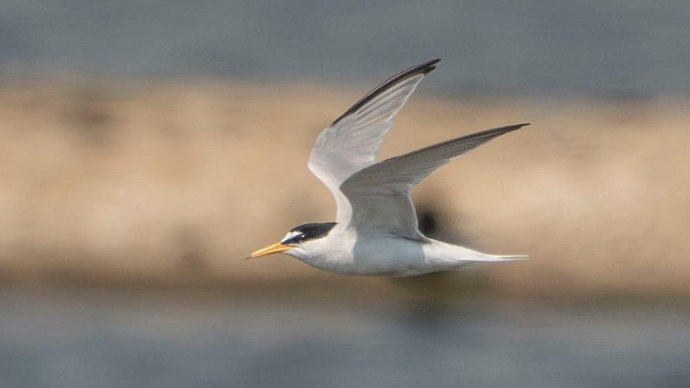 Tern in flight